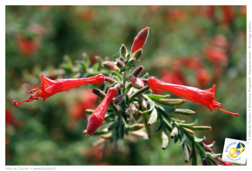 l'Epilobium canum